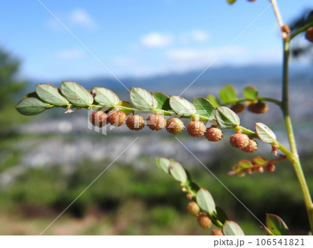 道端や畑に多く見られる雑草「コミカンソウ」の実 106541821