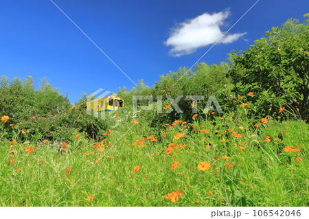 いすみ鉄道「晩夏初秋の青空とキバナコスモス咲く風景」 106542046
