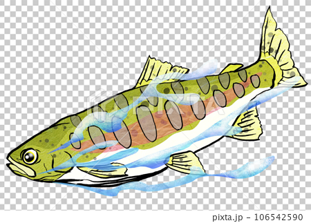 Illustration of a rainbow trout swimming - Stock Illustration