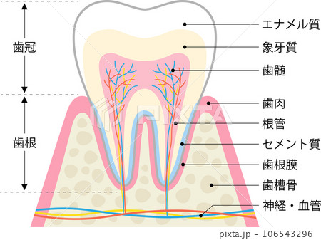 歯と歯周組織の構造 歯と歯周組織の構造 106543296