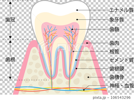 歯と歯周組織の構造 106543296