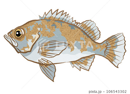 シンプルなメバルイラスト 106543302