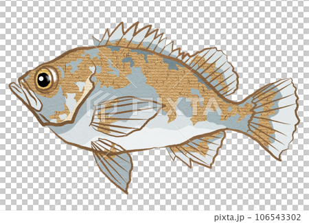 シンプルなメバルイラスト 106543302