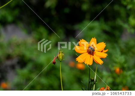 キバナコスモスの蜜を吸うミツバチ 106543733