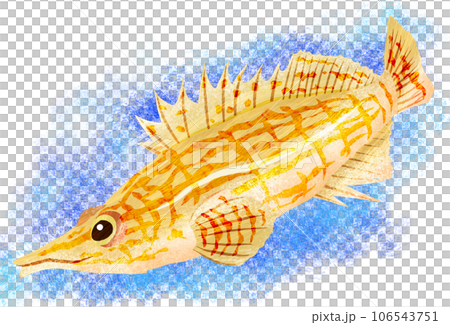 水下彩色魚圖 水下彩色魚圖 106543751