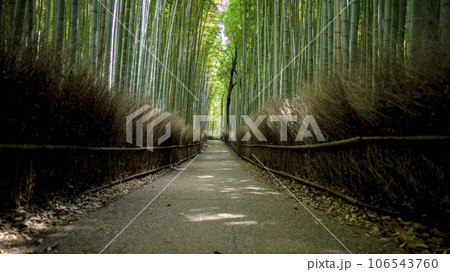 嵯峨嵐山の竹林 嵯峨嵐山の竹林 106543760