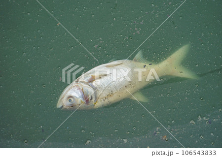タイ湖の死んだ魚 タイ湖の死んだ魚 106543833