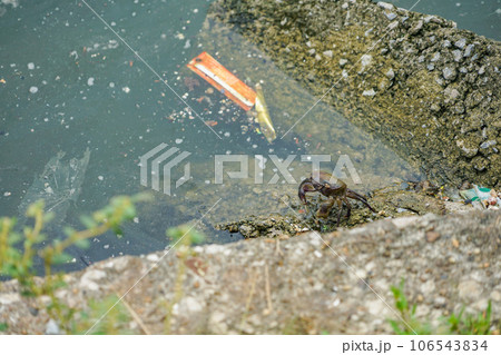 タイ湖のカニ タイ湖のカニ 106543834