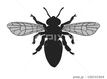 Bee silhouette. Cartoon honey bee flying insect, striped bumblebee top view. Winged honey bee flat vector illustration Bee silhouette. Cartoon honey bee flying insect, striped bumblebee top view. Winged honey bee flat vector illustration 106543984