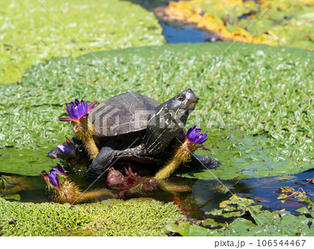 オニバスと亀 オニバスと亀 106544467