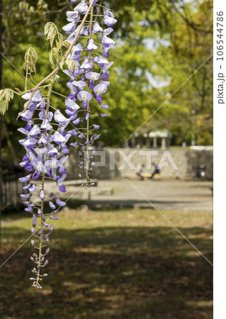 春の日差しの中で囲碁、将棋を楽しむシニアを背景に藤の花咲く風景 106544786