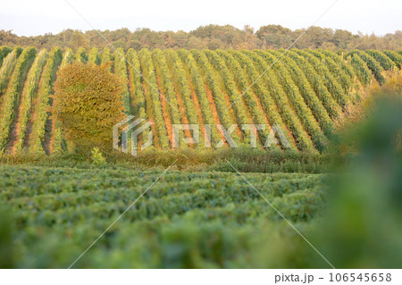 French vineyard during summertime, selective focus 106545658