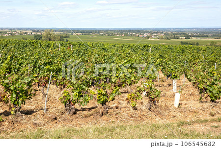 French vineyard during summertime, selective focus 106545682