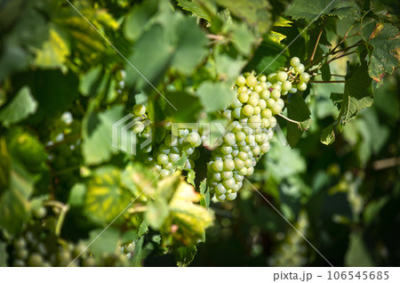 French vineyard during summertime, selective focus 106545685