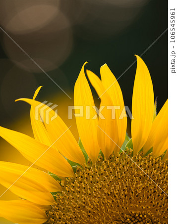 太陽に向かって咲くひまわり 106545961
