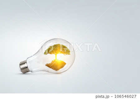 Tree growing inside light bulb Tree growing inside light bulb 106546027