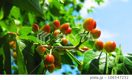 サクランボの実と青空の サクランボの実と青空の 106547252