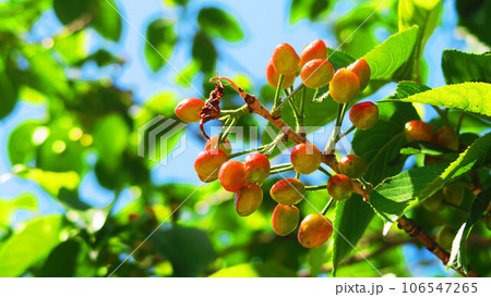 サクランボの実と青空の 106547265