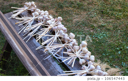 Bunches of garlic harvest on a bench. Lots of garlic. Good harvest, farming. Copy space for text 106547443