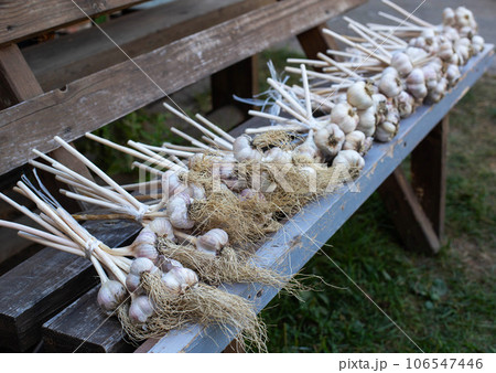 Bunches of garlic harvest on a bench. Lots of garlic. Good harvest, farming. Copy space for text Bunches of garlic harvest on a bench. Lots of garlic. Good harvest, farming. Copy space for text 106547446