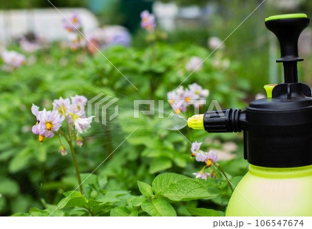 Spraying the tops of potatoes in the country from the Colorado potato beetle and late blight. Close-up 106547674