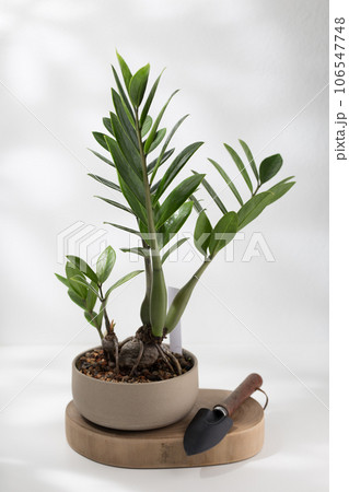 Zamioculcas zamiifolia or ZZ plant. 106547748