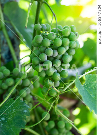 Growing green grapes for wine. A large bunch of green grapes on a background of green leaves in summer, close-up 106547804
