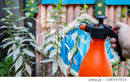 Spraying flowers against powdery mildew plant diseases. The concept of white plaque on the leaves of plants. Copy space for text Spraying flowers against powdery mildew plant diseases. The concept of white plaque on the leaves of plants. Copy space for text 106547913
