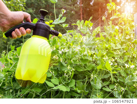 Spraying peas in the garden from pests. Copy space for text 106547921