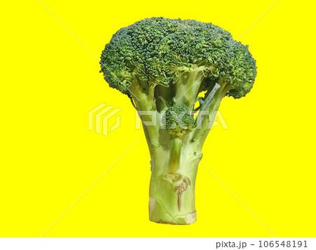 A green broccoli photo standing with a yellow background for food and still life photography 106548191