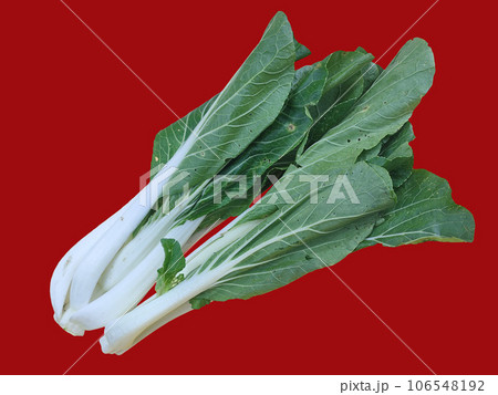 Green pakcoi photo with a red background for food and still life photography. 106548192