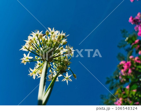 青空とニラの花 106548324