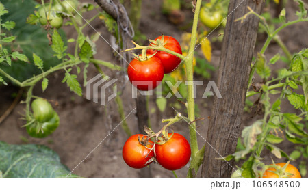 Ripening of juicy tomatoes planted in the country in the summer. Red and green tomatoes. vitamins in vegetables. Natural 106548500