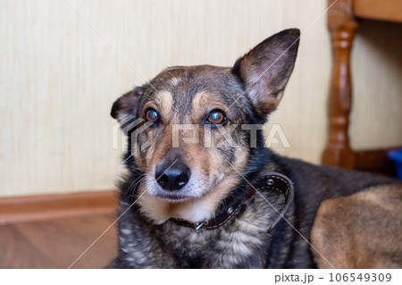 An old big dog is lying closeup 106549309