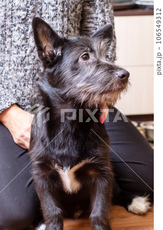 Black bearded dog sitting on floor in room 106549312
