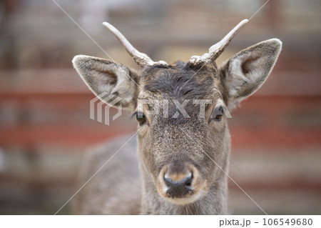 Close-up muzzle of a European deer in late winter. 106549680