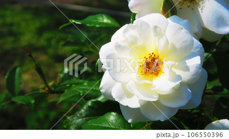 白いバラ（薔薇）の花が咲いている風景 106550396