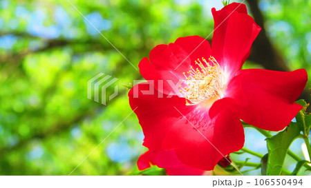 満開のつるバラ（カクテル）の風景 106550494