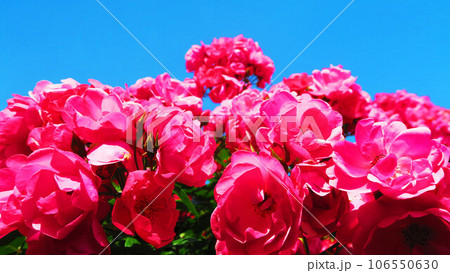 満開のピンク色のバラの花と青空の風景 満開のピンク色のバラの花と青空の風景 106550630