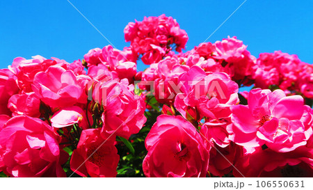 満開のピンク色のバラの花と青空の風景 106550631