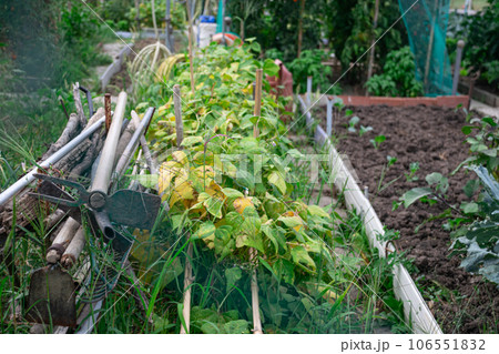 Orchard and cultivation area Ecological personal for biological self-consumption 106551832