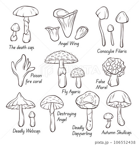 Inedible Mushroom collection icons in line art, outline style. Fly Agaric, Autumn Skullcap, Deadly Webcap, False Morel, Poison fire coral. Vector illustration isolated on a white background. 106552438