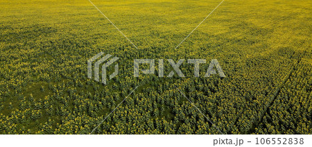 From a bird's-eye view, the landscape transforms into a sea of sunflowers in a farm field on a sizzling summer day. 106552838