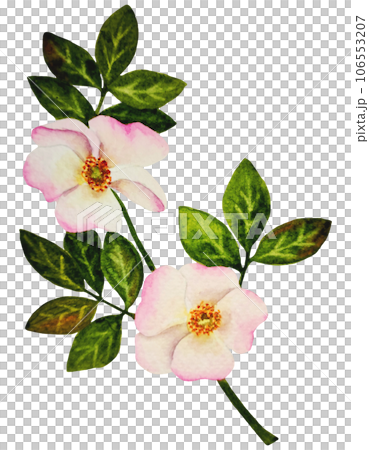 rosehips, watercolor, flowers 106553207