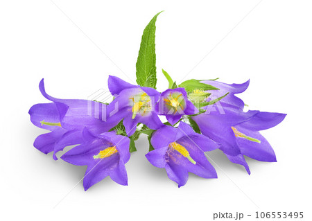 Campanula flower isolated on white background Campanula flower isolated on white background 106553495