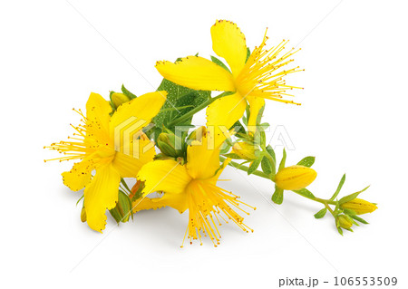 saint john's wort or Hypericum flowers isolated on white background saint john's wort or Hypericum flowers isolated on white background 106553509