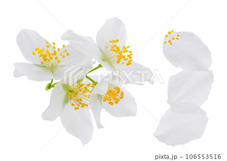 Jasmine flowers isolated on white background with full depth of field Jasmine flowers isolated on white background with full depth of field 106553516