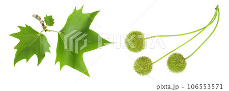 Platanus tree, sycamore leave isolated on white background. Top view. Flat lay Platanus tree, sycamore leave isolated on white background. Top view. Flat lay 106553571