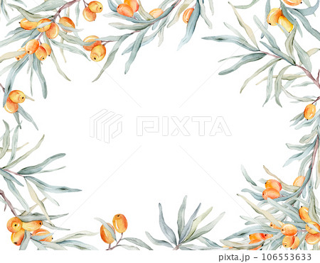 Sea buckthorn frame. Watercolor illustration. On a white background. For cosmetology, pharmaceuticals, food industry. Decorative element for greeting card. Nature clipart for decoration, desig Sea buckthorn frame. Watercolor illustration. On a white background. For cosmetology, pharmaceuticals, food industry. Decorative element for greeting card. Nature clipart for decoration, desig 106553633