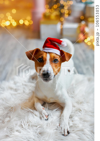Cute and Funny Jack Russell Terrier is waiting for the holiday at home. Cute and Funny Jack Russell Terrier is waiting for the holiday at home. 106553853